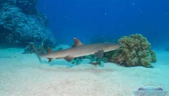 Silversonic Outer Barrier Reef Silversonic Outer Barrier Reef