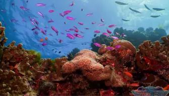 Silversonic Outer Barrier Reef