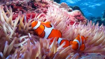 Silversonic Outer Barrier Reef