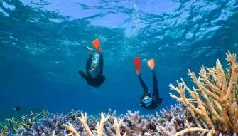 Silverswift Outer Barrier Reef  Silverswift Outer Barrier Reef