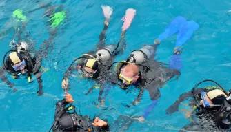 Silverswift Outer Barrier Reef  Silverswift Outer Barrier Reef