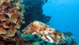 Silverswift Outer Barrier Reef  Silverswift Outer Barrier Reef