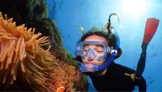 Silverswift Outer Barrier Reef  Silverswift Outer Barrier Reef