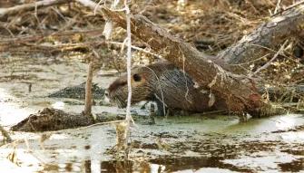 Swamp and Bayou Tour