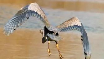 Swamp and Bayou Tour