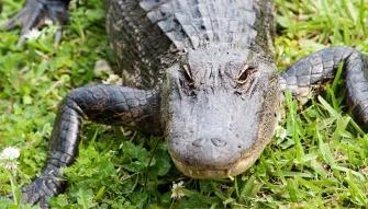 Swamp and Bayou Tour