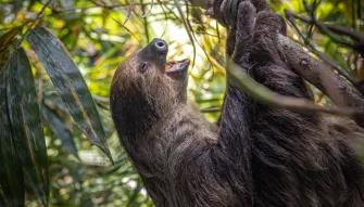 Sloth at The Green Planet™ Dubai
