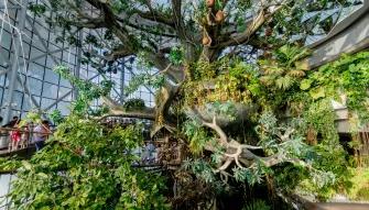 Rainforest at The Green Planet™ Dubai