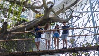 kids peering down into the rainforest at The Green Planet™ Dubai