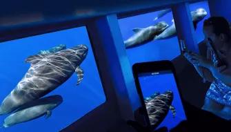 Royal Delfin