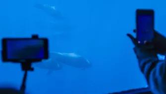 Royal Delfin