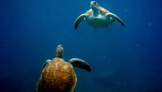 Royal Delfin