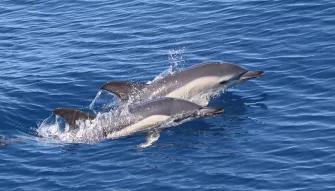 Royal Delfin