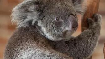 Blue Mountains Deluxe Day Tour