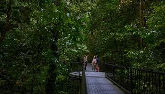 Cape Tribulation & Daintree Adventure from Port Douglas
