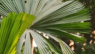Flames of the Forest - Aboriginal Cultural Experience