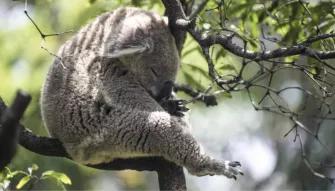 Sydney Harbour Explorer Cruise with Taronga Zoo