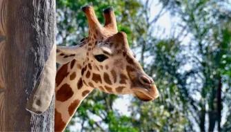 Sydney Harbour Explorer Cruise with Taronga Zoo