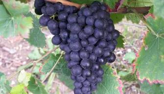 A Day in Champagne from Paris