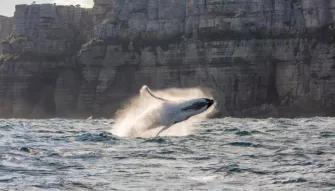 Sydney Whale Watching Cruise Sydney Whale Watching Cruise