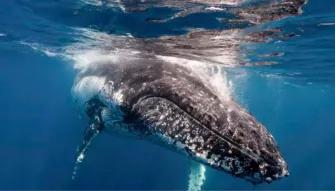 Sydney Whale Watching Cruise Sydney Whale Watching Cruise