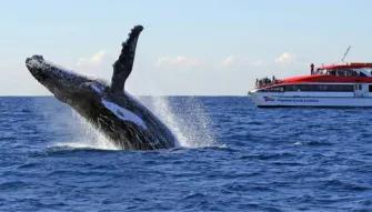 Sydney Whale Watching Cruise Sydney Whale Watching Cruise