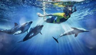 Dolphin-Experiences-at-AquaventureS-Atlas-Village Dolphin-Experiences-at-AquaventureS-Atlas-Village