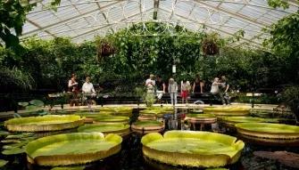 giant-lily-pads