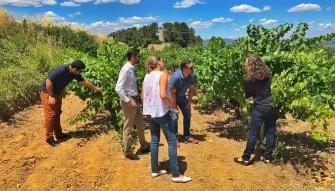 vineyard-tour