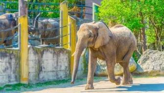Elephant-at-vienna-zoo