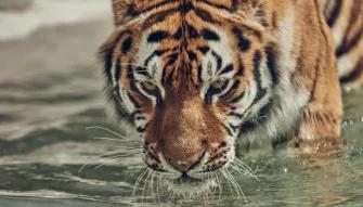tiger