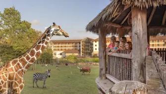 giraffe-on-safari