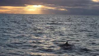 whale-in-water-sunset