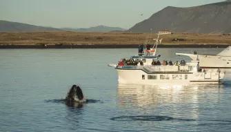 whale-poking-out-of-water