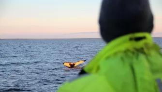 person-looking-at-whale