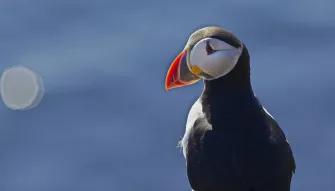 puffin-posing