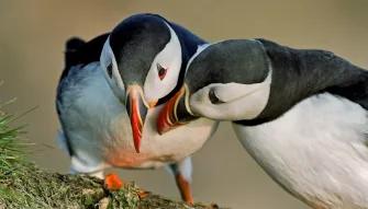 two-puffins