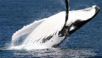 Whale Watch with Brisbane Transfers