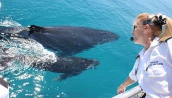 Whale Watch with Brisbane Transfers