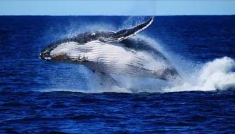 Whale Watch with Brisbane Transfers