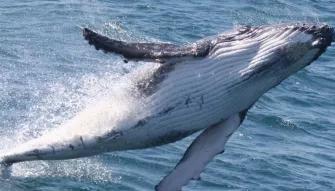 Whale Watch with Brisbane Transfers