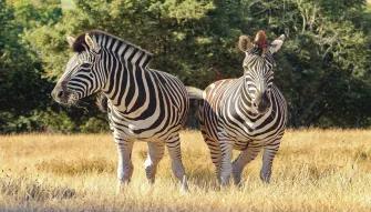 Zebras
