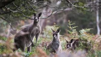 Blue-Mountains-Sunset-&-Wilderness-Tour