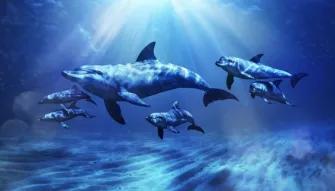 Dolphin Meet & Greet at Atlantis Dubai