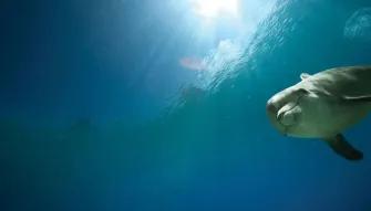 Dolphin Meet & Greet at Atlantis Dubai