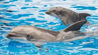 SeaWorld Orlando Dolphin Encounter