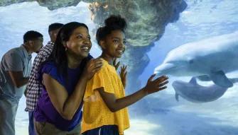SeaWorld Dolphin Encounter