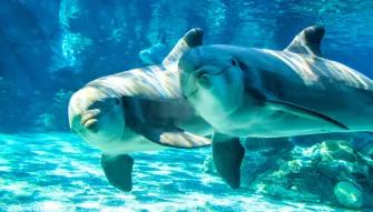 SeaWorld Dolphin Encounter