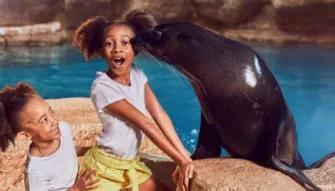 Sea Lion Meet & Greet at Atlantis Dubai