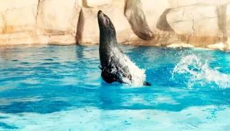 Sea Lion Meet & Greet at Atlantis Dubai